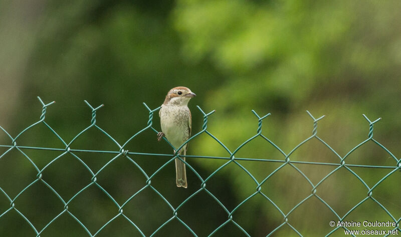 Red-backed Shrike female adult