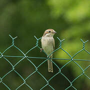 Red-backed Shrike