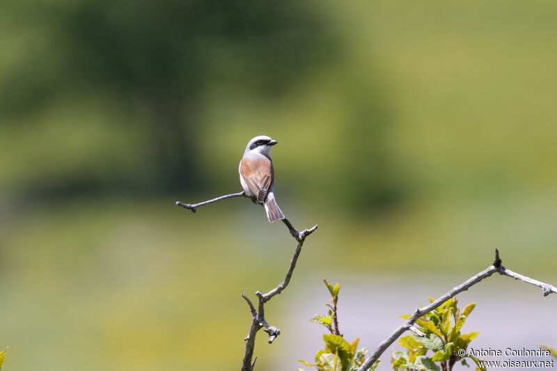 Red-backed Shrike male adult