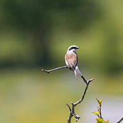 Red-backed Shrike