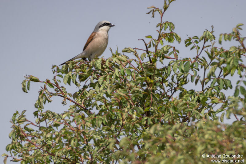 Red-backed Shrike male adult