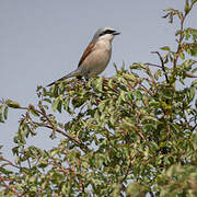 Red-backed Shrike