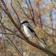 Great Grey Shrike