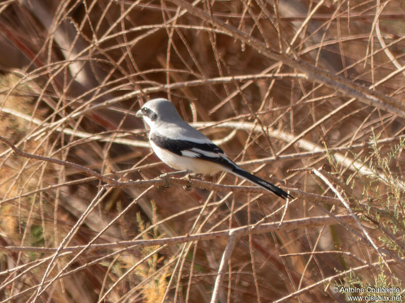 Great Grey Shrikeadult