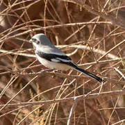 Great Grey Shrike