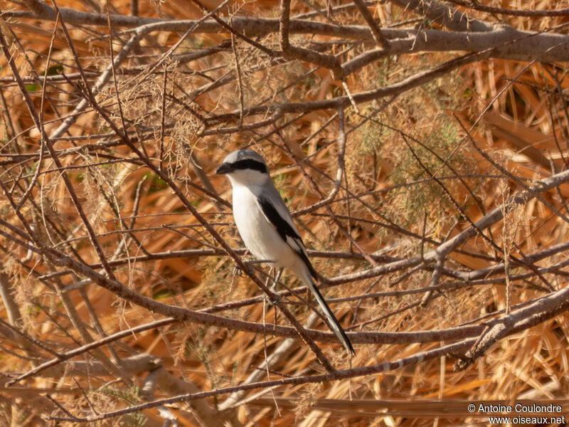 Great Grey Shrikeadult