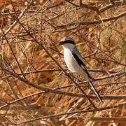 Great Grey Shrike