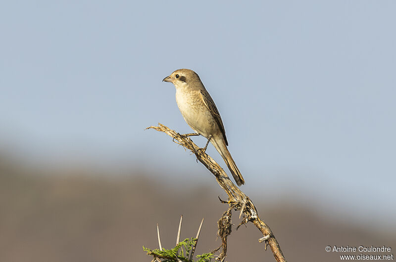 Isabelline Shrike female adult