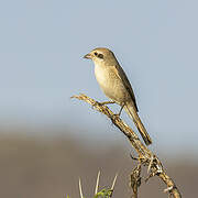 Isabelline Shrike