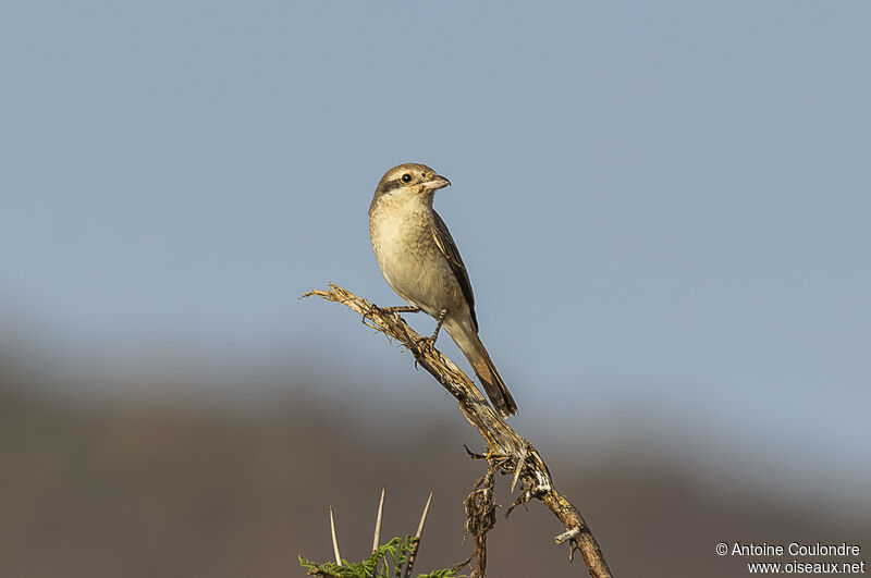 Isabelline Shrike female adult