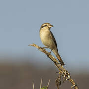 Isabelline Shrike