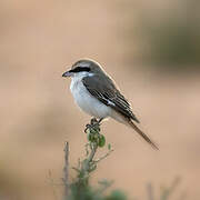 Isabelline Shrike