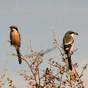 Iberian Grey Shrike