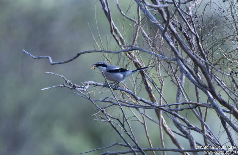 Iberian Grey Shrikeadult