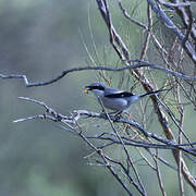 Iberian Grey Shrike