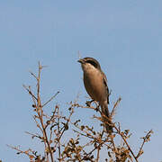 Iberian Grey Shrike