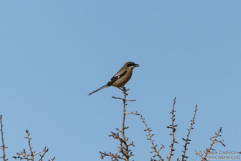 Iberian Grey Shrike male adult breeding