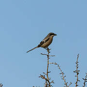 Iberian Grey Shrike