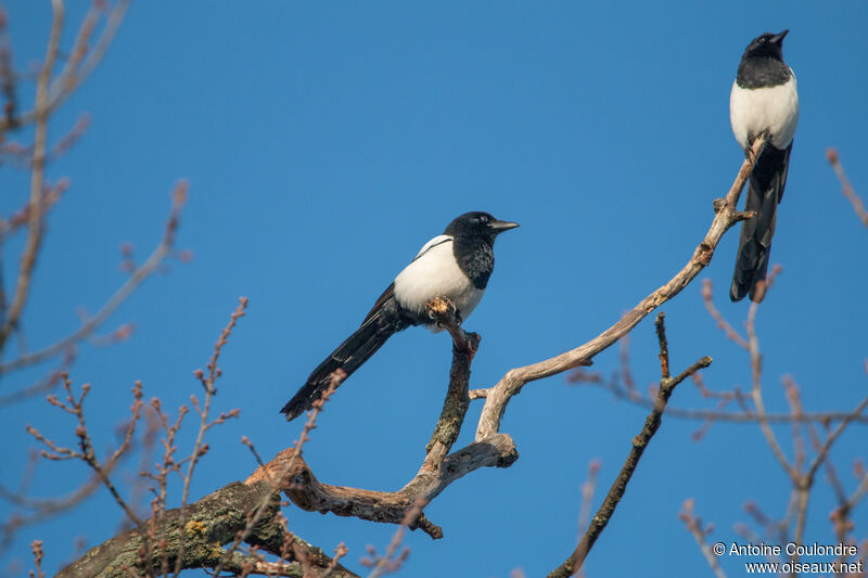 Eurasian Magpieadult