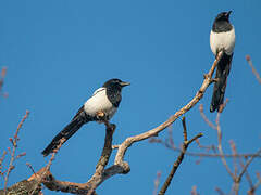 Eurasian Magpie