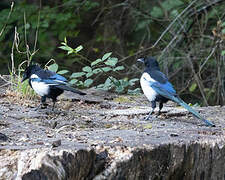 Eurasian Magpie