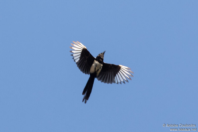 Eurasian Magpieadult, Flight