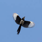 Eurasian Magpie