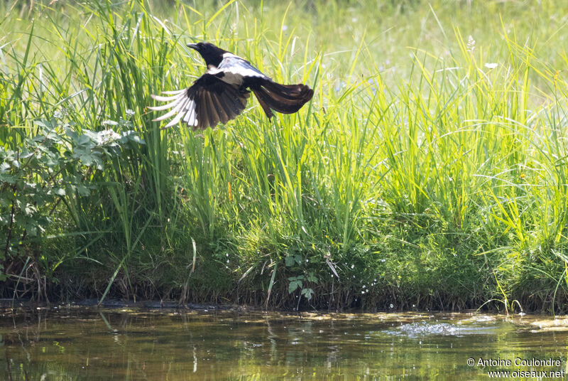 Eurasian Magpieadult