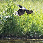 Eurasian Magpie