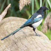 Eurasian Magpie