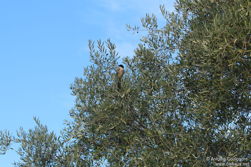 Iberian Magpieadult