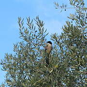 Iberian Magpie