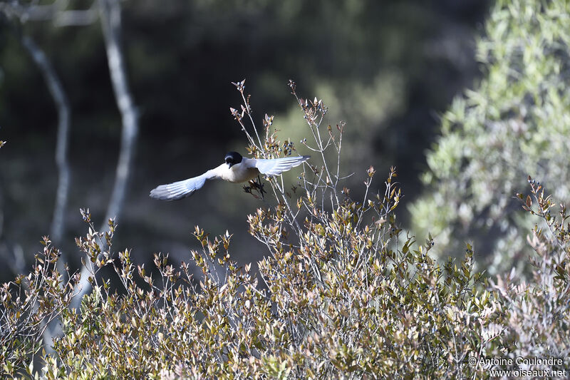 Iberian Magpieadult, Flight