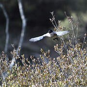 Iberian Magpie