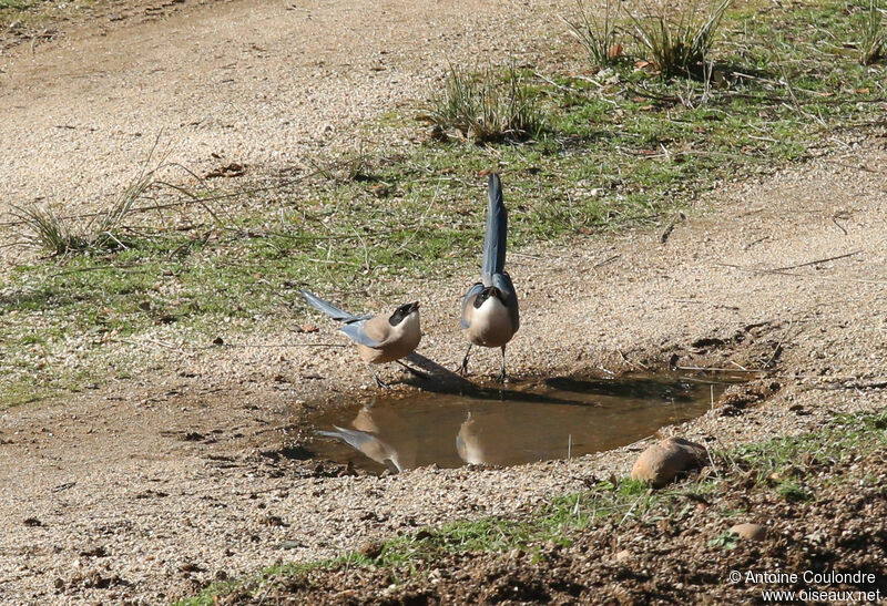 Iberian Magpieadult