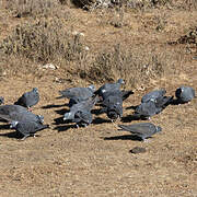 White-collared Pigeon