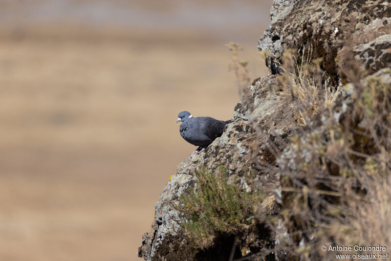 White-collared Pigeonadult