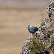 White-collared Pigeon