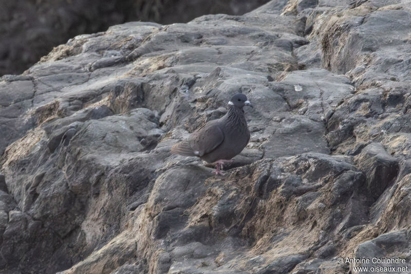 White-collared Pigeonadult, walking