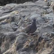 White-collared Pigeon