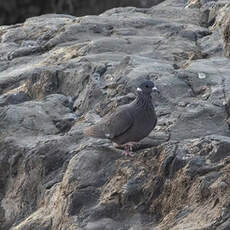 Pigeon à collier blanc