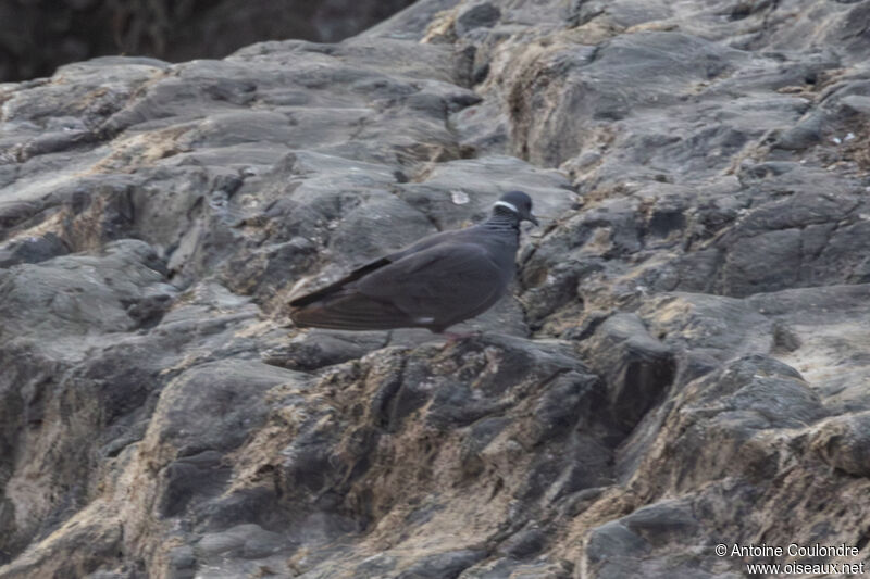 Pigeon à collier blancadulte, marche