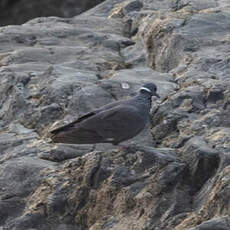 Pigeon à collier blanc