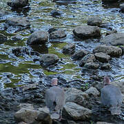 Lemon Dove