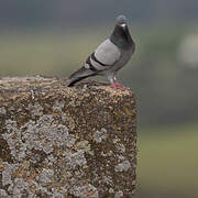 Rock Dove