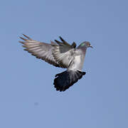 Rock Dove