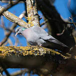 Pigeon colombin