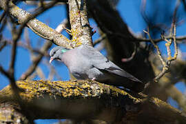 Pigeon colombin