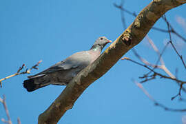 Stock Dove