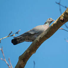 Pigeon colombin